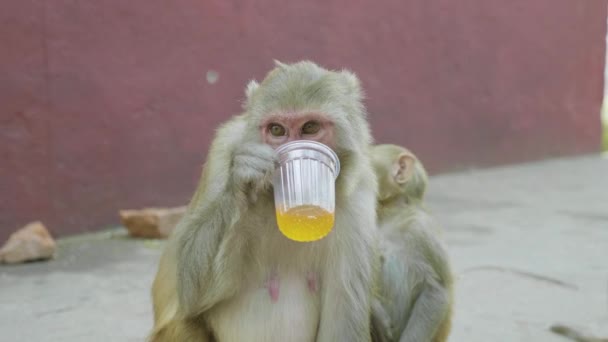 El mono bebe refrescos dulces en el templo Swayambhunath. Katmandú, Nepal . — Vídeos de Stock