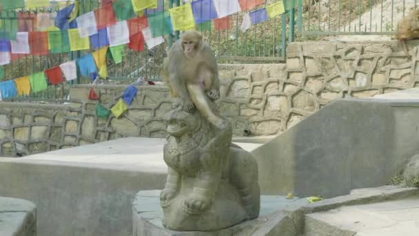 Affe sitzt auf der Statue im Swayambhunath Tempel. kathmandu, nepal. — Stockvideo