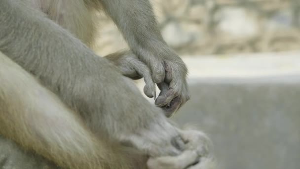 Des mains de singe. Temple Swayambhunath, Katmandou, Népal .