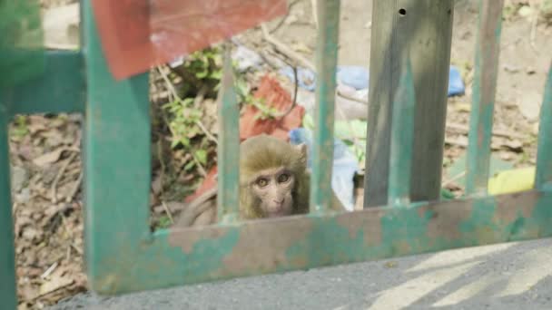Monkey baby achter de metalen hek in Swayambhunath Tempel. Kathmandu, Nepal. — Stockvideo