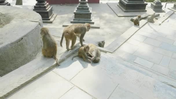 Maymun aile Swayambhunath tapınak. Katmandu, Nepal. — Stok video