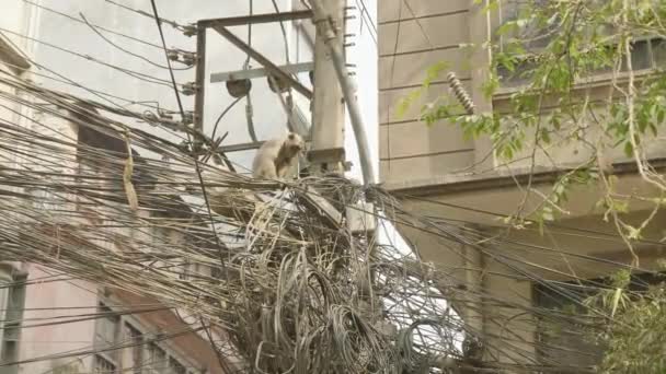 Mono en el cable eléctrico de la ciudad. Katmandú, Nepal . — Vídeos de Stock