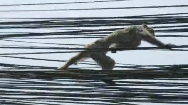 Maymun şehirdeki elektrik kablosu üzerinde. Katmandu, Nepal.