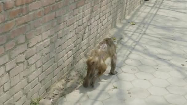 Maymun ile açık yara sırtında, Katmandu, Nepal topallar.