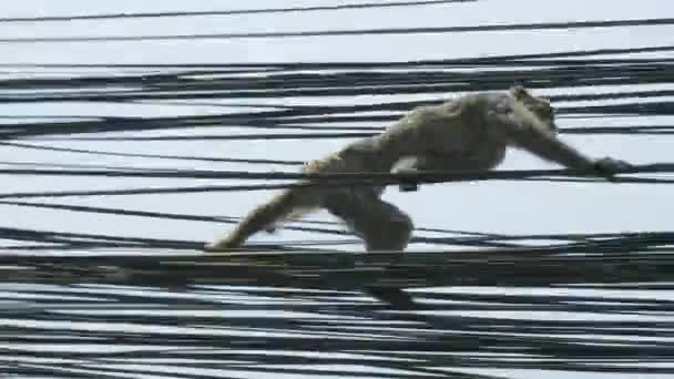 Macaco no cabo eléctrico da cidade. Katmandu, Nepal . — Vídeo de Stock