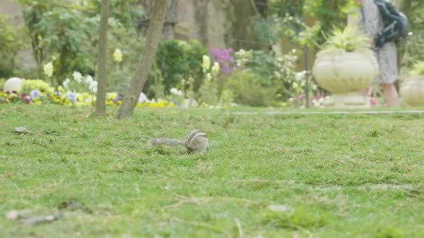 다람쥐 찾기 및 공원에서 푸른 잔디에 먹는. — 비디오