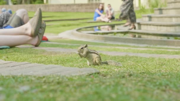 Een chipmunk zoeken en eten op groen gras in het park. — Stockvideo