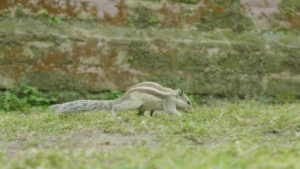 Een chipmunk zoeken en eten op groen gras in het park. — Stockvideo