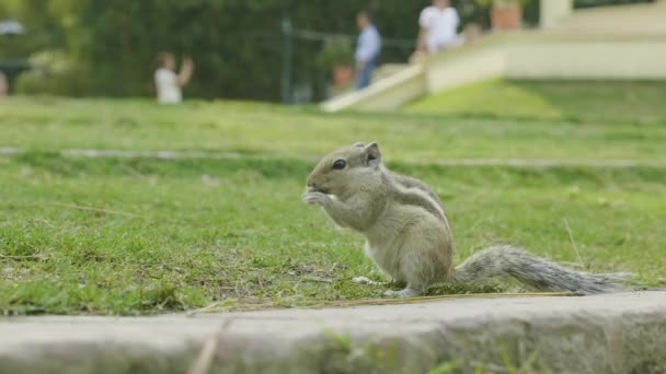 Streifenhörnchen finden und essen auf grünem Gras im Park. — Stockvideo