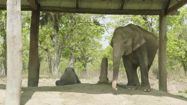 Bébé éléphant avec la mère dans la ferme du parc national Chitwan, Népal .