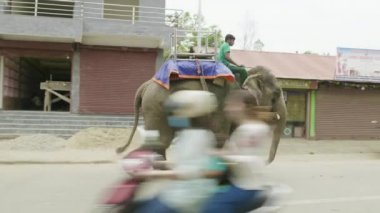 Chitwan, Nepal - Mart, 2018: Asya fili şehir caddede yürür.
