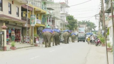Chitwan, Nepal - Mart, 2018: Asya Filleri şehirde sokakta yürümek.