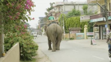 Chitwan, Nepal - Mart, 2018: Asya fili şehir caddede yürür.