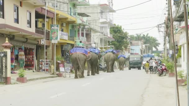 CHITWAN, NEPAL - MARZO, 2018: Los elefantes asiáticos caminan por la calle en la ciudad . — Vídeos de Stock