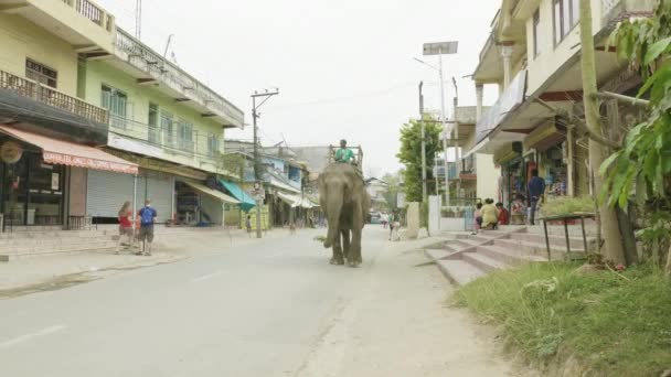CHITWAN, NEPAL - MARZO 2018: elefante asiatico cammina per strada in città . — Video Stock
