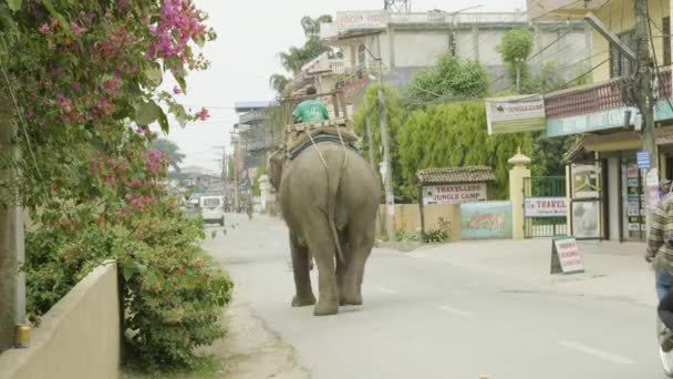 Chitwan, Nepál - březen, 2018: Slon chodí na ulici ve městě. — Stock video