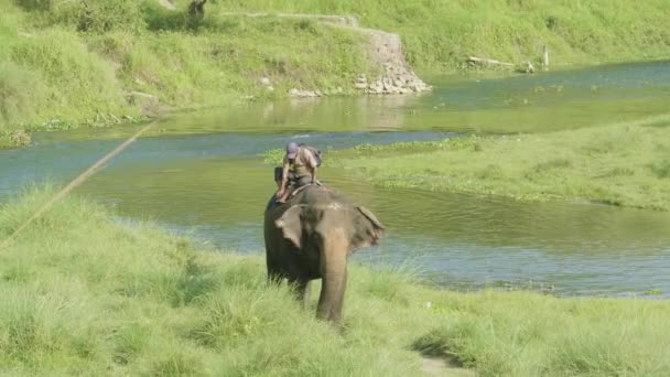 Chitwan, Nepal - mars 2018: Asiatisk elefant med mannen promenader i nationalparken. — Stockvideo