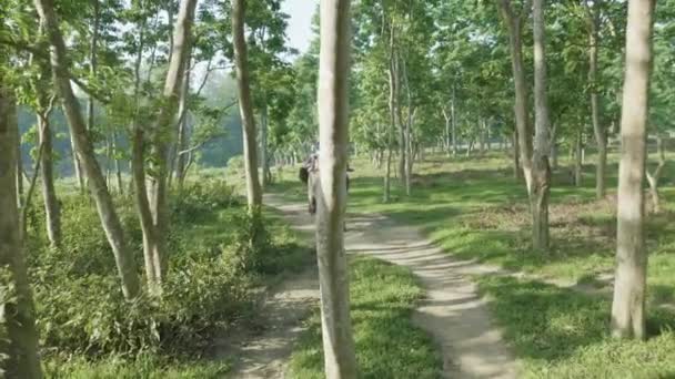 국립 공원에서 관광객 Chitwan, 네팔-3 월 2018: 코끼리 사파리. — 비디오
