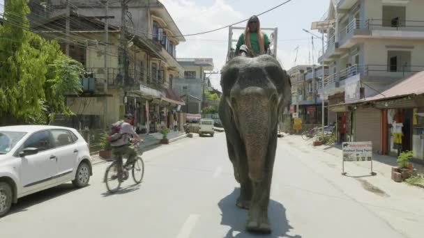 チトワン、ネパール - 2018 年 3 月: アジアゾウ市内の通りの上を歩く. — ストック動画