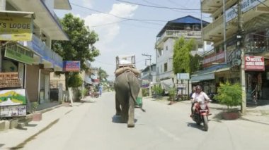 Chitwan, Nepal - Mart, 2018: Asya fili şehir caddede yürür.