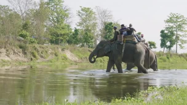 Chitwan, Nepal - maart, 2018: Olifant safari met de toeristen in nationaal park. — Stockvideo
