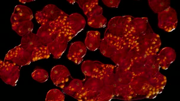 Un sacco di isolato ribes rosso cotta in studio con sfondo nero — Video Stock