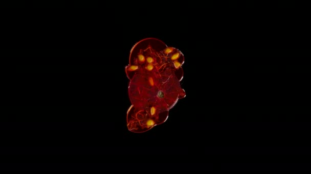 Geïsoleerde rode bessen pompoenen in de studio met zwarte achtergrond — Stockvideo