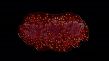 Siyah arka plan ile stüdyoda üç izole kırmızı ahududu squished