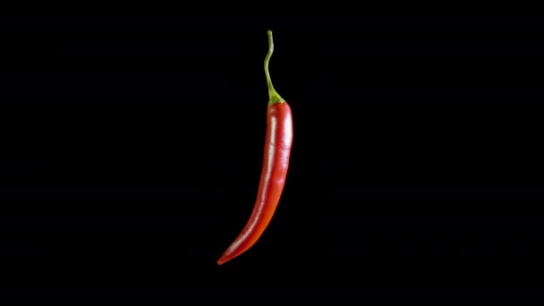 Red hot isolated pepper rotates in the black studio — Stock Video