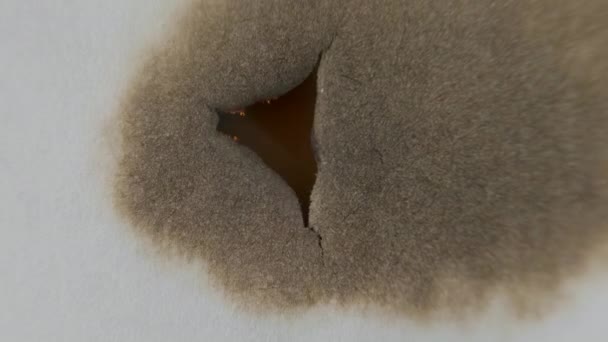 Brandend papier door het midden op een zwarte achtergrond — Stockvideo