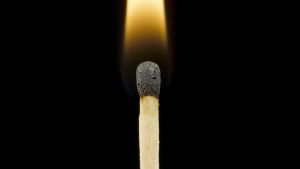 Macro fogo queimando em matchstick, estúdio tiro isolado em fundo preto — Vídeo de Stock