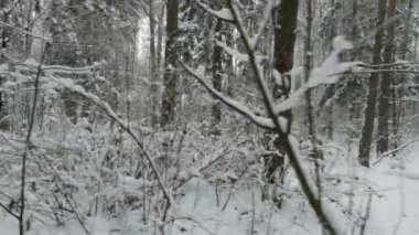 Kar altında kış ağaçları, ormanda atış uçan