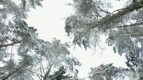 Верхівка дерев у зимовому лісі. Літаючі між деревами — стокове відео