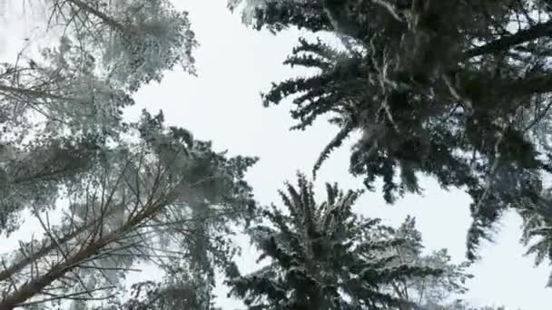 Top van de bomen in de winter bos. Vliegen tussen bomen — Stockvideo