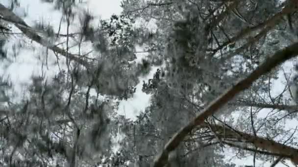 Parte superior de los árboles en el bosque de invierno. Volando entre árboles — Vídeos de Stock