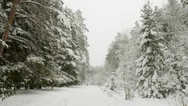 Зимние деревья под снегом, летящие выстрелы в лесу — стоковое видео