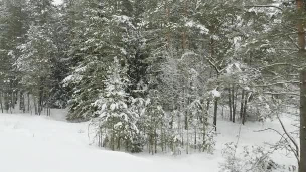 Alberi invernali sotto la neve, colpo volante nella foresta — Video Stock