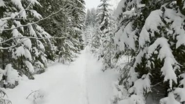 Kar altında kış ağaçları, ormanda atış uçan