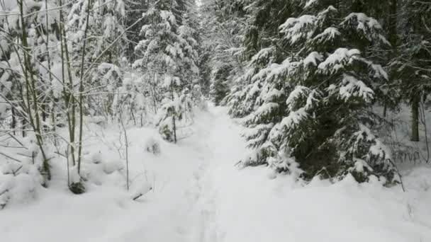 雪の下の冬の木、森の中で撮影したフライング — ストック動画