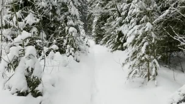 Зимние деревья под снегом, летящие выстрелы в лесу — стоковое видео