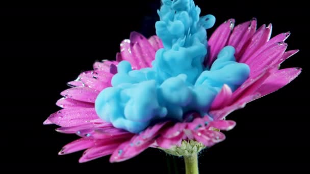 Kleurrijke verf inkt stroomt het water een bloem — Stockvideo