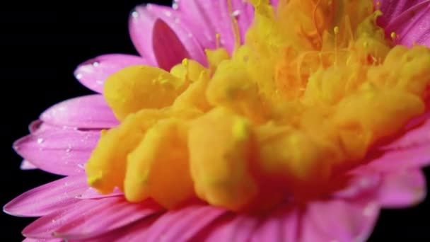 Bunte Farbe lässt eine Blume ins Wasser fließen — Stockvideo