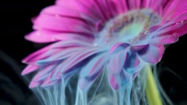 Renkli boya mürekkep bir çiçek su akar.