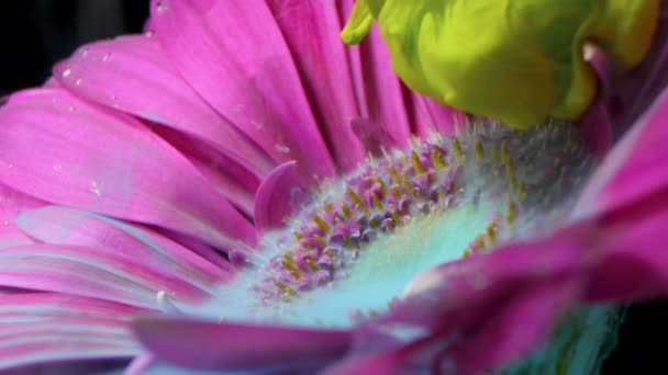 Colorida tinta de pintura fluye una flor en el agua — Vídeos de Stock