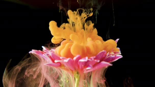 Colorful paint ink flows a flower into the water — Stock Video