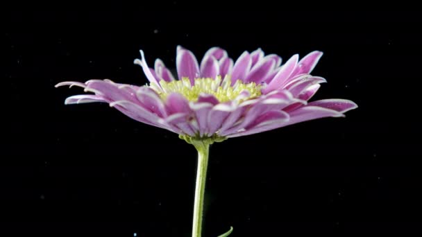 Blume steht in schwarzem Atelier unter Wasser — Stockvideo