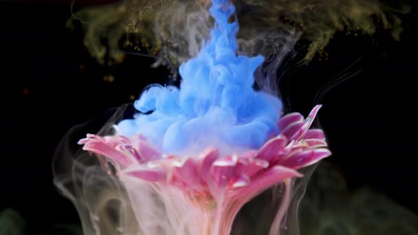 Bunte Farbe lässt eine Blume ins Wasser fließen — Stockvideo