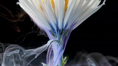 Renkli boya mürekkep bir çiçek su akar.