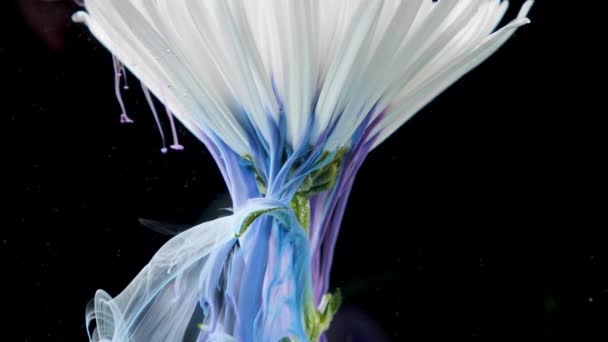 Colorful paint ink flows a flower into the water — Stock Video
