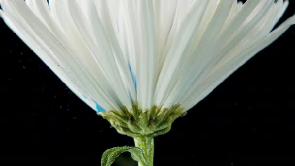 Bunte Farbe lässt eine Blume ins Wasser fließen — Stockvideo